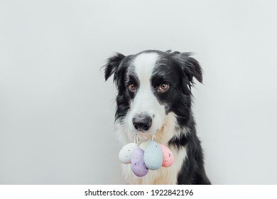 Happy Easter concept. Preparation for holiday. Cute puppy dog border collie holding Easter colorful eggs in mouth isolated on white background. Spring greeting card
