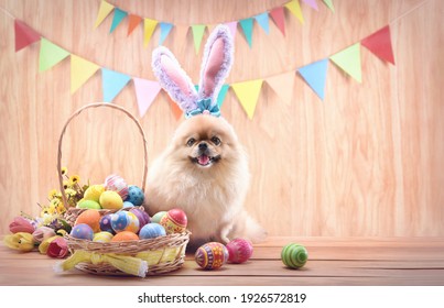 Happy Easter day colorful eggs in basket with flowers and Cute puppies Pomeranian Mixed breed Pekingese dog Wear bunny ears sitting on wood floor background.