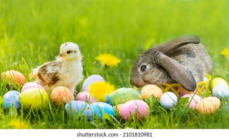 Happy Easter kids card. small rabbit, hen, chicken, grey bunny and decorative colorful eggs on green grass. spring holiday concept. copy space, text, banner