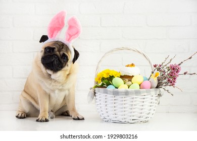 Happy  easter  pog  dog with bunny ears  on white background  with easter basket  ,colorful egg and flower .   Easter  card  concept . 