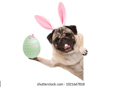 Happy Easter pug dog with bunny teeth and pastel green easter egg, isolated on white background