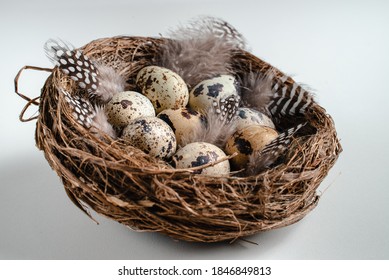 quail bird eggs