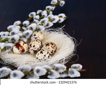 Happy Easter! Quail eggs in nest with pussy willow flowers, Easter background