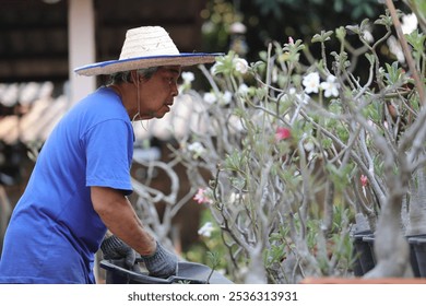 Happy elderly man with a blue t-shirt in a straw hat tending to blooming desert roses or pink flowers of Adenium obesum in a tranquil garden at home. Gardening: A Gardener Plants a Daisy in the Soil. - Powered by Shutterstock