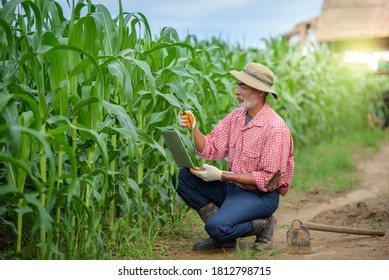 A Happy Elderly Man Who Is A Senior Farmer Using A Laptop Examining Corn Leaves And Conducting Research In A Corn Field.