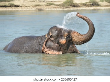 Happy Elephant Bathing In River