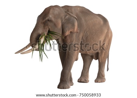 happy elephant eating isolated on white background