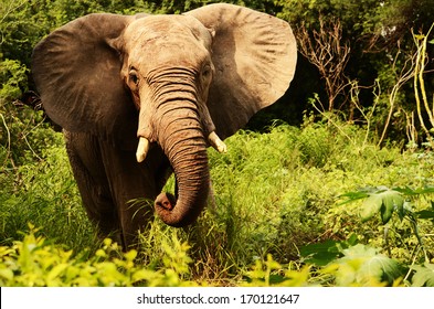 Happy Elephant In The Forest