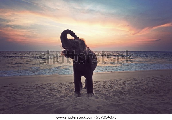happy elephant on beach