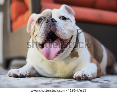 Happy English Bulldog Front Portrait with Tongue Sticking Out