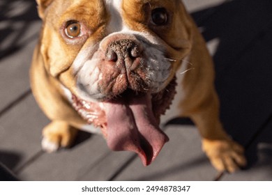 Happy English Bulldog portrait closeup on a porch - Powered by Shutterstock