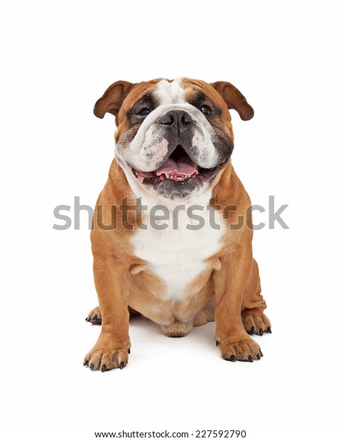 Un Feliz Bulldog Ingles Sentado Mirando Foto De Stock Editar Ahora