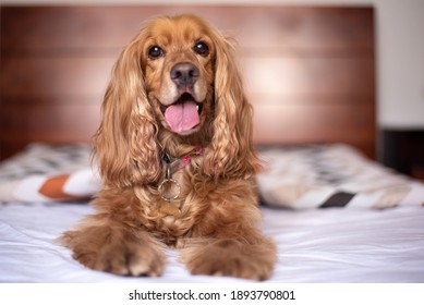 Happy English Cocker Spaniel Puppy 