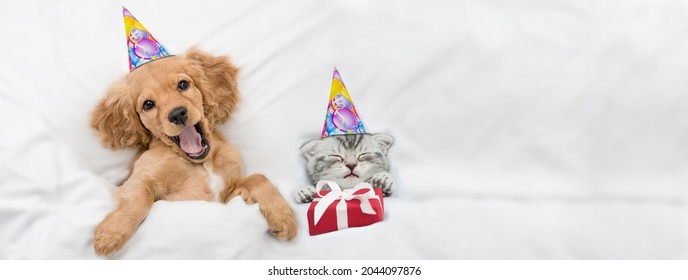Happy English Cocker spaniel puppy and kitten wearing birthday caps sleep together with gift box under white warm blanket on a bed at home. Top down view. Empty space for text
