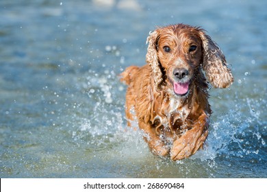 Happy English Cocker Spaniel While Playing In The River