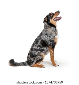 Happy Excited Australian Shepherd Crossbreed Dog Sitting Side Looking Up With Mouth Open