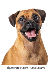 Happy Excited Beagle And Pug Crossbreed Dog With Mouth Open Looking At Camera