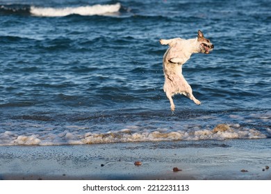 Happy Excited Dog Jumping Up Near Water Playing At Sea Beach