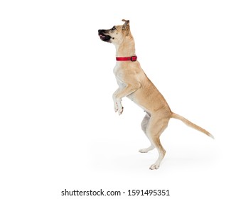 Happy Excited Large Dog Facing Side Standing Up On Hind Legs Dancing Or Begging