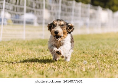 happy and excited Petit Basset Griffon Vendeen running dog sports