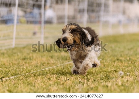 happy and excited Petit Basset Griffon Vendeen running dog sports