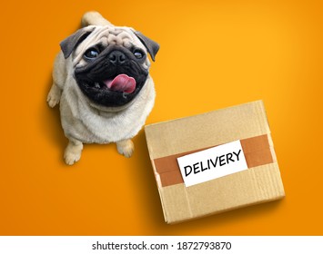 Happy excited pug dog with a delivery box.