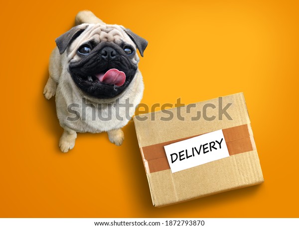 Happy Aufgeregten Pug Hund Mit Einem Stockfoto 1872793870 | Shutterstock