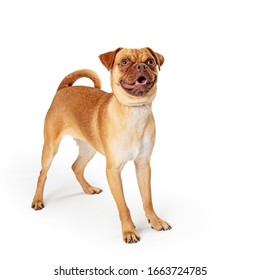 Happy And Excited Small Mixed Breed Dog Standing On White Looking Up With Mouth Open