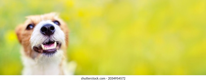 Happy face banner of a cute smiling laughing healthy dog, pet background