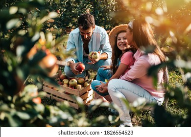 Happy family enjoying together while picking apples in orchard. - Powered by Shutterstock