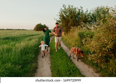 Happy Family Father And Mother And Child Son Whith Dog Walking On Nature At Sunset