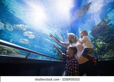 Happy Family Looking At Fish Tank At The Aquarium