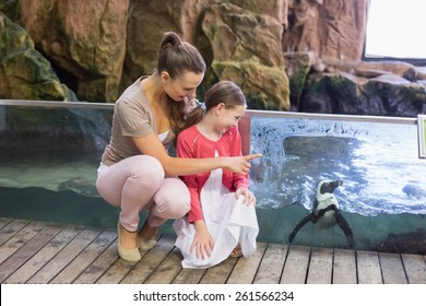 Happy Family Looking At Penguins At The Zoo