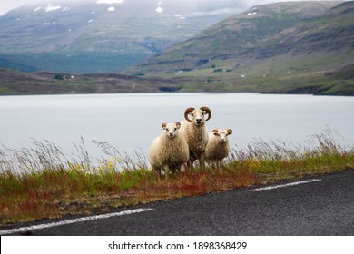 a happy family of sheeps