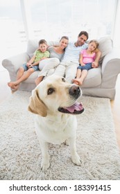 Happy Family Sitting On Couch With Their Pet Yellow Labrador On The Rug At Home In The Living Room