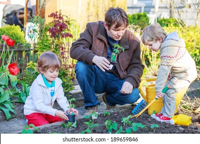 Happy Family Of Three: Two Little Boys And Father Planting Seeds And Seedlings In Vegetable Garden, Outdoors