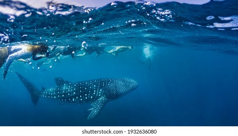 Requin Baleine Images Stock Photos Vectors Shutterstock