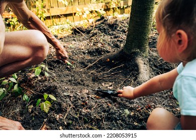 Happy Family Working In Orchard Garden. Grandfather And Granddaughter Care Of Plant. Closeup Mature Man And Little Girl Child Digging Ground Under Tree. Seasonal Work And Harvest Concept