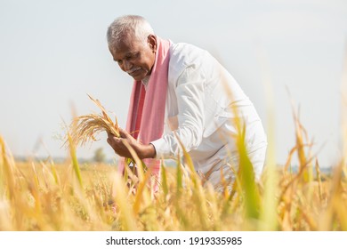 Happy Farmer Busy Working On Paddy Field By Checking Crop Yield During Hot Sunny Day - Rural Lifestyle Of India During Harvesting Season