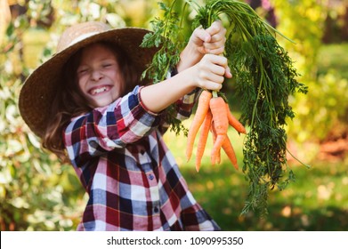 Happy Farmer Child Girl Picking Fresh Home Growth Carrot Harvest From Own Garden. Seasonal Autumn And Summer Work.