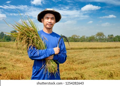 Happy Farmer Harvest Paddy In Rice Field Thailand