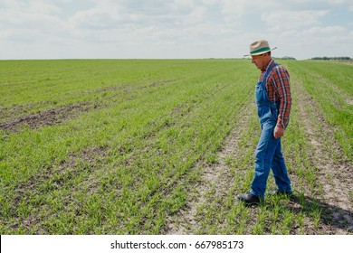 Happy farmer in a hat goes along a wide field of young wheat 