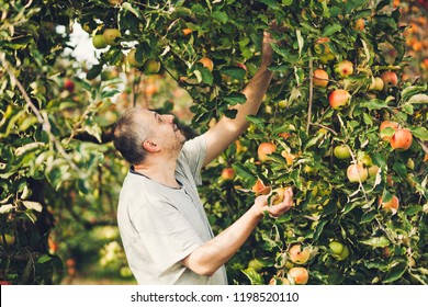 Happy Farmer Man Picking Apples From An Apple Tree In Garden At Harvest Time