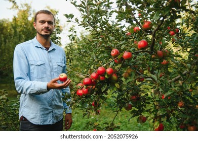 Happy Farmer Man Picking Apples From An Apple Tree In Garden At Harvest Time