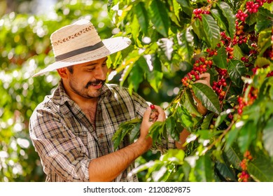 Happy farmer picking Arabica coffee beans on the coffee tree.