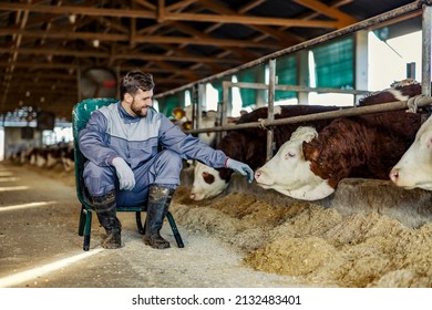 A Happy Farmer Sitting On The Chair And Petting Cow In Stable.