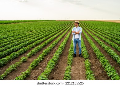 Happy Farmer Is Standing In His Growing  Soybean Field.