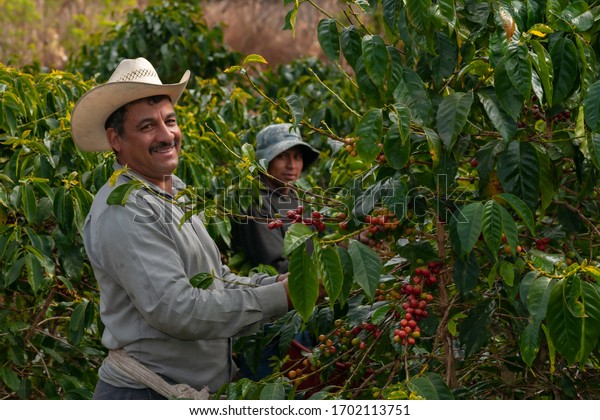 Happy farmers collecting Arabica coffee beans on\
the coffee tree.