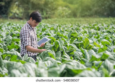Happy Farmers using digital tablet in the cultivation of tobacco. modern technology application in agricultural growing activity.