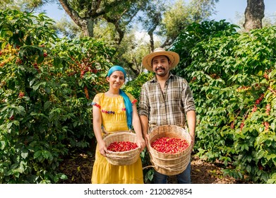 Happy Farmers Working In A Coffee Field.